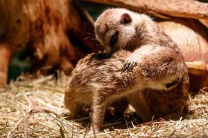 schön Erdmännchen sind gespielt foto