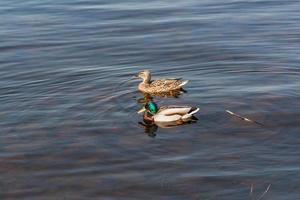 Ente und Erpel treiben auf dem Wasser foto