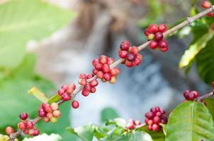 frische Kaffeebohnen im Pflanzenbaum, frische Arabica-Kaffeefrüchte am Baum foto