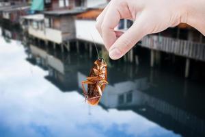 Kakerlake mit Gebäude Hintergrund, beseitigen Kakerlake im Gebäude, Wohnung, Haus, Stadt, Kakerlaken wie Träger von Krankheit eliminiert Idee erhalten loswerden von Insekten und stellen Insekt Schutz Systeme foto