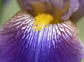 Iris Blume Nahaufnahme Makro foto