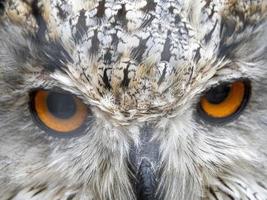 Sibirischer Uhu Bubo Sibiricus Nahaufnahme Augen Porträt foto