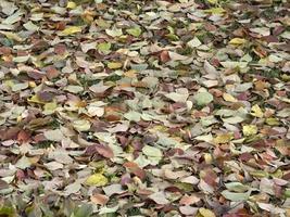 Kaki-Obstbaum und Blätter im Herbst foto