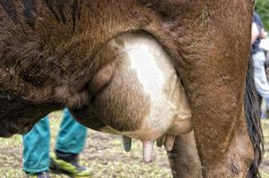 Kuh Milch Titten Brust foto