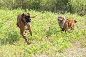 Hunde beim Kämpfen auf dem Rasen foto