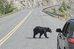 Ein Schwarzbär, der die Straße in Alaska, Britisch-Kolumbien, überquert foto