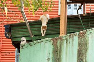 Katze Springen im la Boca gemalt Haus im Buenos Aires foto