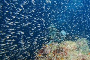 Glas fischt riesige Köderkugel, die sich unter Wasser bewegt foto