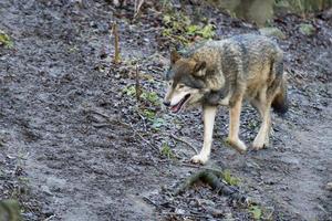 grau Wolf Kommen foto