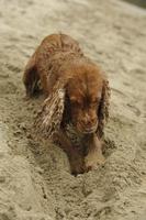 Englischer Cockerspaniel-Hund, der am Strand spielt foto