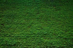 Textur von alt Stein Rand Mauer bedeckt Grün Moos, z Grün Natur Hintergrund foto