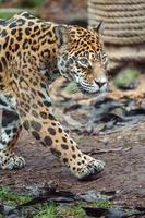 Porträt von Jaguar foto