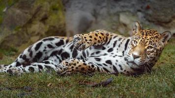 Porträt von Jaguar foto