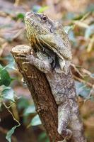 gekräuselt Eidechse im Terrarium foto