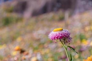 schön Wiese Wildblumen Stroh Blume im das Berge phu hin rong kl National Park, Thailand foto