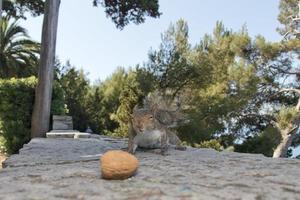 isoliert grau Eichhörnchen fangen ein Nuss foto