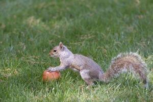 isoliert grau Eichhörnchen halten ein Apfel foto