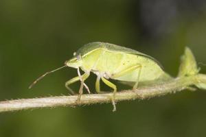 grüne Käferinsekt Makro Nahaufnahme Detail foto