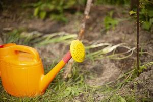 Bewässerung können mit Wasser. Ausrüstung im Garten. Bewässerung Garten. foto