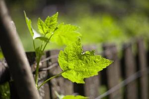 Johannisbeere Blatt im Garten. Natur im Sommer. Grün Pflanze im Sonnenlicht. foto