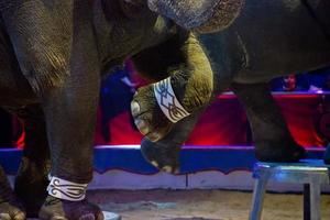 Zirkus Elefant Show foto