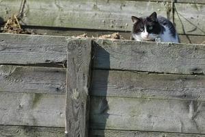 Katze während versteckt foto