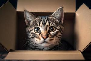 Porträt süß grau Tabby Katze im Karton Box auf Fußboden beim Zuhause Fotografie foto