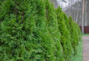 Landschaftsbau, Thuja gepflanzt entlang das Zaun foto