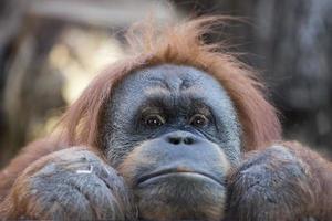 Orang-Utan-Affe Nahaufnahme Porträt foto