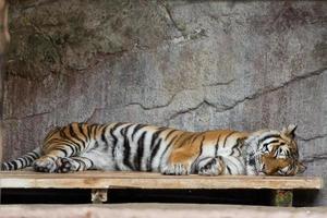 sibirisch Tiger Detail Zoo foto