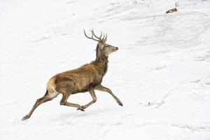 Hirsch auf dem Schneehintergrund foto