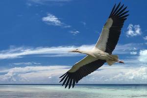 isoliert Storch während fliegend auf das tropisch Paradies Türkis Wasser Hintergrund foto