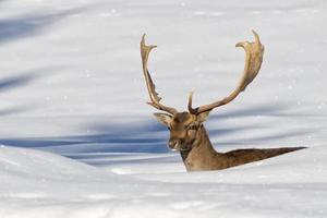 Hirsch auf dem Schneehintergrund foto