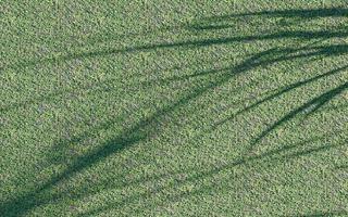 Mauer Textur Schatten Baum Hintergrund abstrakt Design Sonnenlicht foto