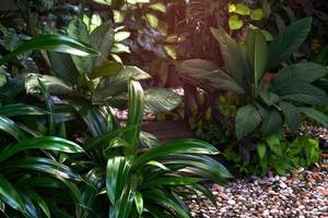 Grün Blätter Muster im Garten, Blatt exotisch tropisch foto