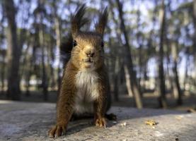 Eichhörnchen, das im Wald isst foto