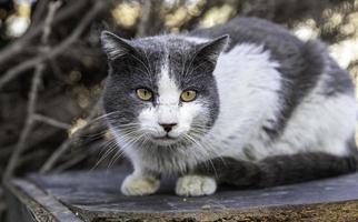 von der Straße verlassene Katzen foto