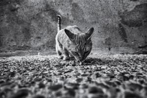 von der Straße verlassene Katzen foto