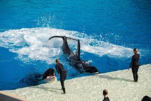 san Diego, USA - - November, 15 2015 - - das Mörder Wal Show beim Meer Welt foto