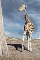 isolierte Giraffe Nahaufnahme Porträt beim Essen foto