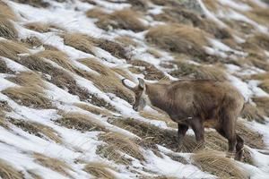 Gämse Hirsch suchen zum Essen foto