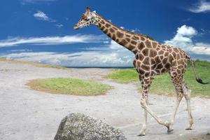 Isolierte Giraffe auf dem blauen Hintergrund des bewölkten Himmels foto