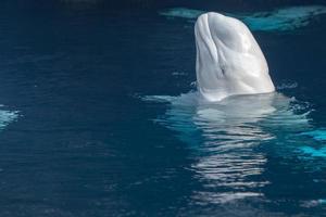 Weißer Delphin-Portrait des Beluga-Wals foto