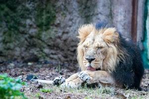 asiatisch männlich Löwe beim das Zoo foto