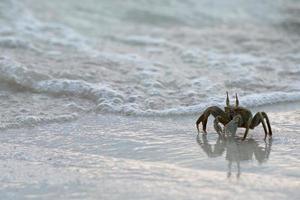 Krabbe im Sand bei Sonnenuntergang foto