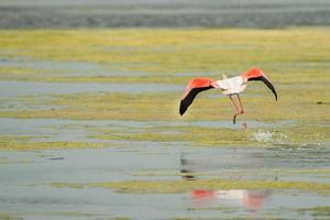 Rosa Flamingo fliegend Über Wasser im Sardinien, Italien foto