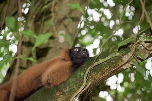 Madagaskar-Lemur-Affenporträt auf einem Baum foto