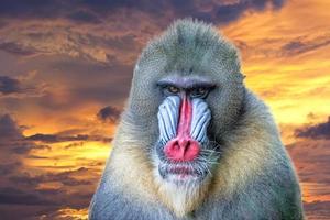 isoliert Mandrill Affe Porträt auf Gold Sonnenuntergang Hintergrund foto