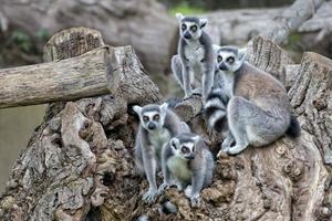 Lemur-Affe auf einem Baum foto