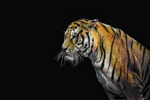 Tiger bereit zum Angriff und sieht dich an foto